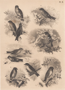 The Pine Cross-bill, The Hooked Bullfinch, The Chaffinch, The Domestic Sparrow, The Cherry Finch, The Cardinal Grosbeak, The Ornate Tanager